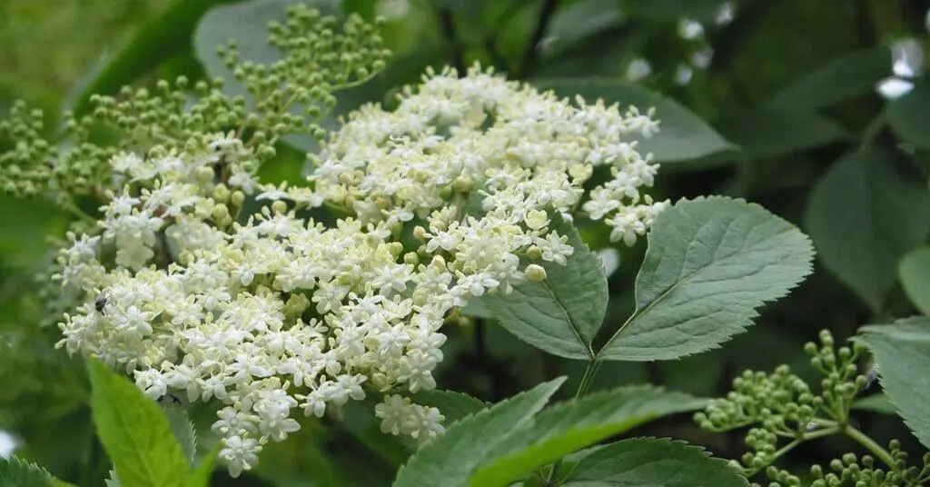 Elder flowers in June
