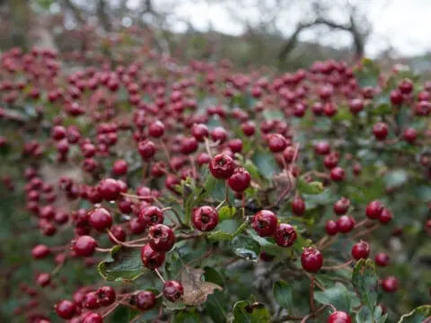 A mass of hawthorn fruits - known as 'haws'