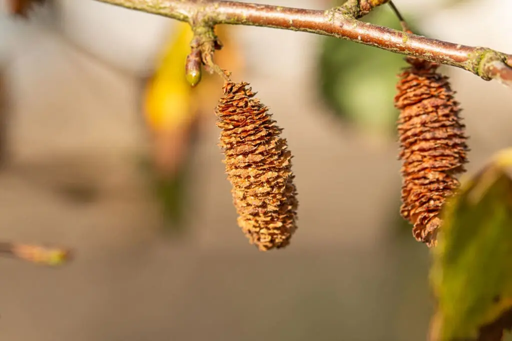 Silver birch fruits ripening on a branch