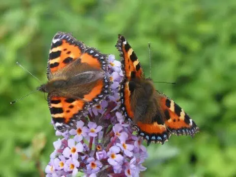 Butterflies feeding on a buddleja flower spike