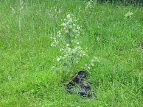 A newly planted birch tree coming into leaf