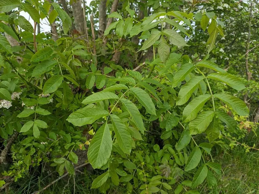 Ash leaves in spring