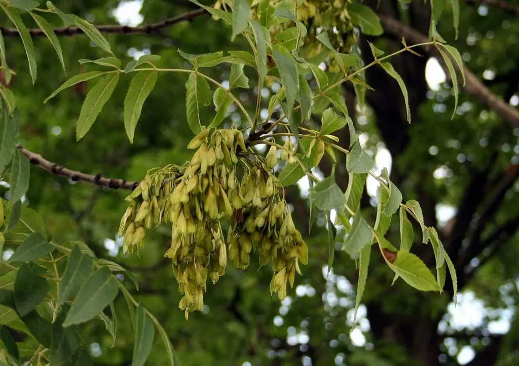 Pleple2000, CC BY-SA 3.0 <http://creativecommons.org/licenses/by-sa/3.0/>, via Wikimedia Commons Ash seeds