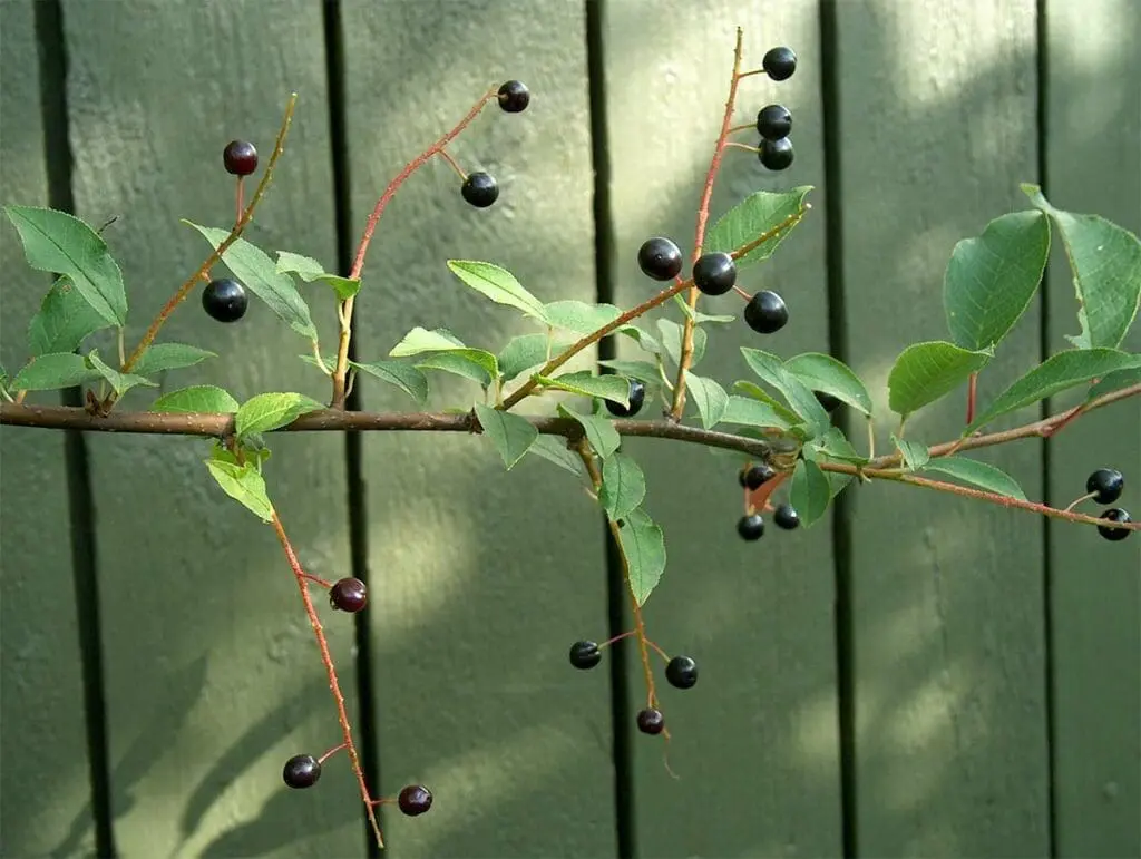 Ripe bird cherry fruits
