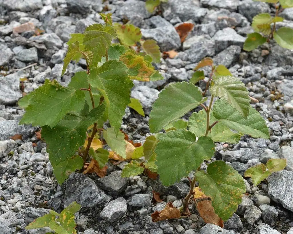 Downy birch seedlings