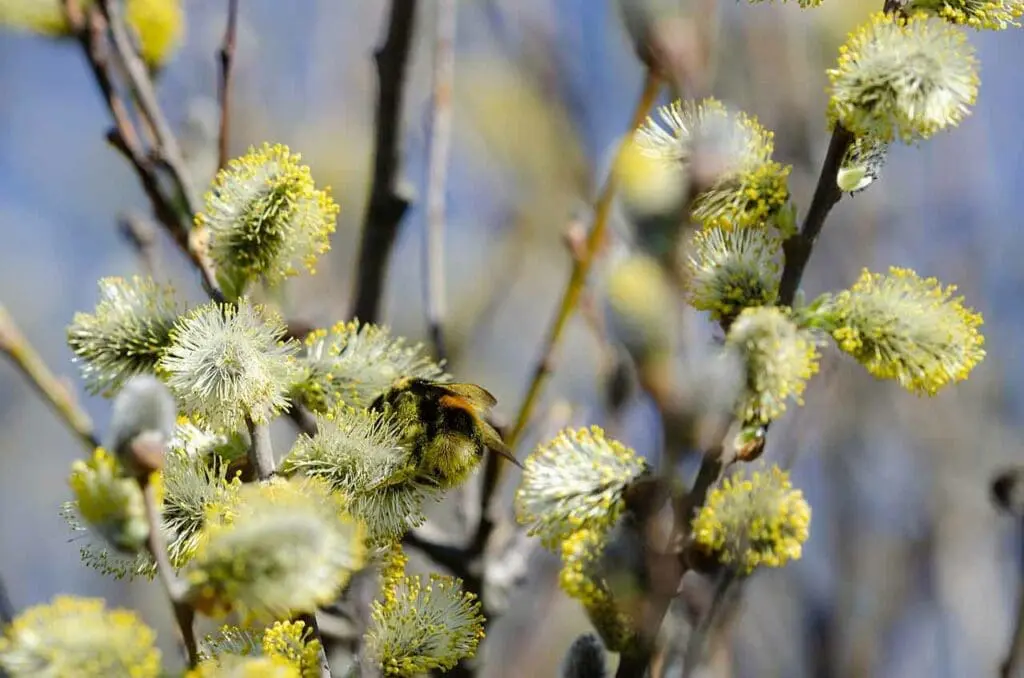 A bumblebee on goat will flowers in spring
