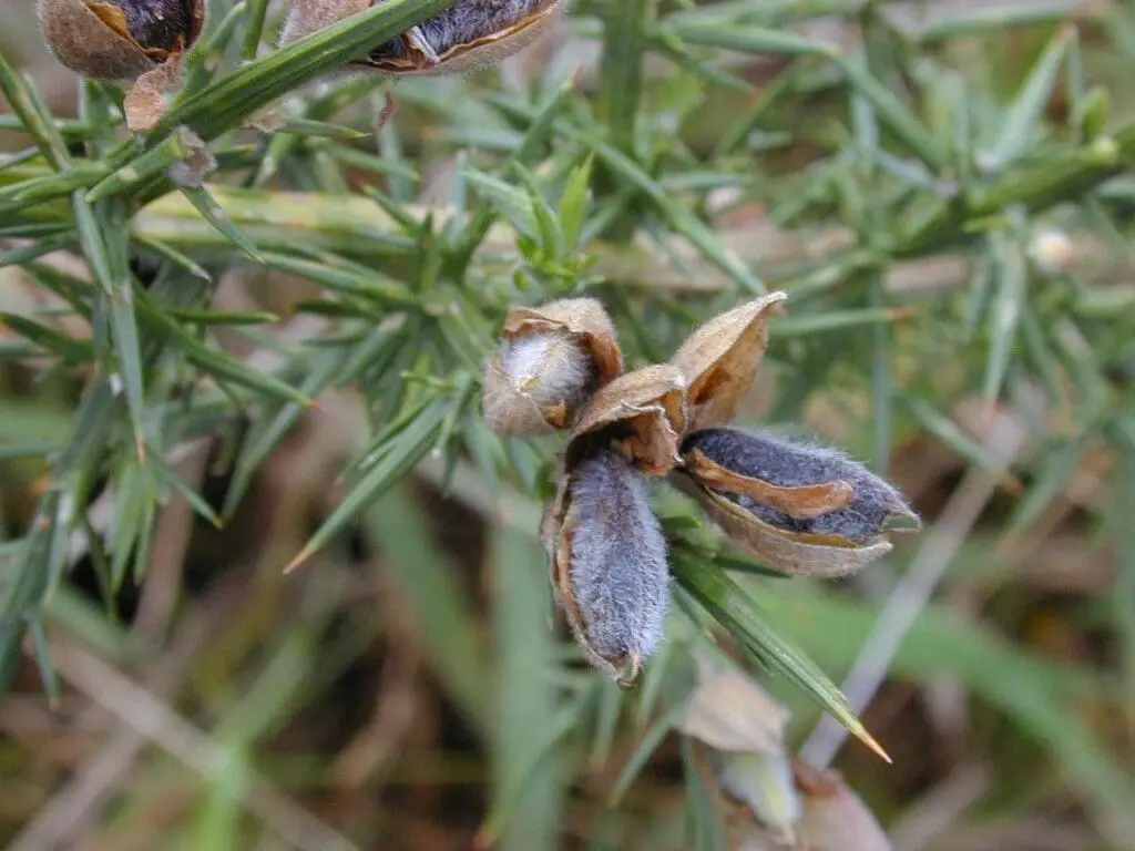 Forest & Kim Starr, CC BY 3.0 US <https://creativecommons.org/licenses/by/3.0/us/deed.en>, via Wikimedia Commons Gorse pods