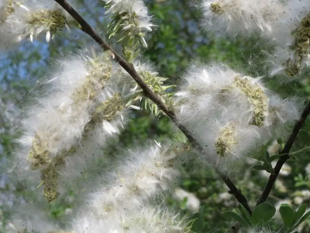 Grey willow fruits containing the seeds