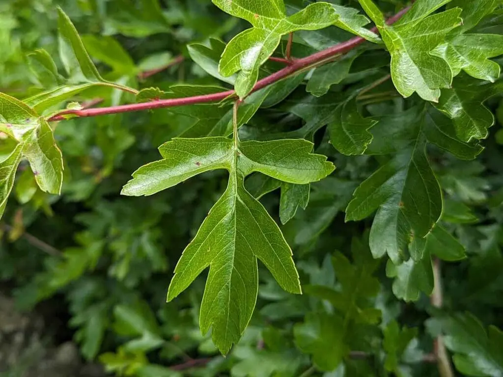 Hawthorn leaves in spring