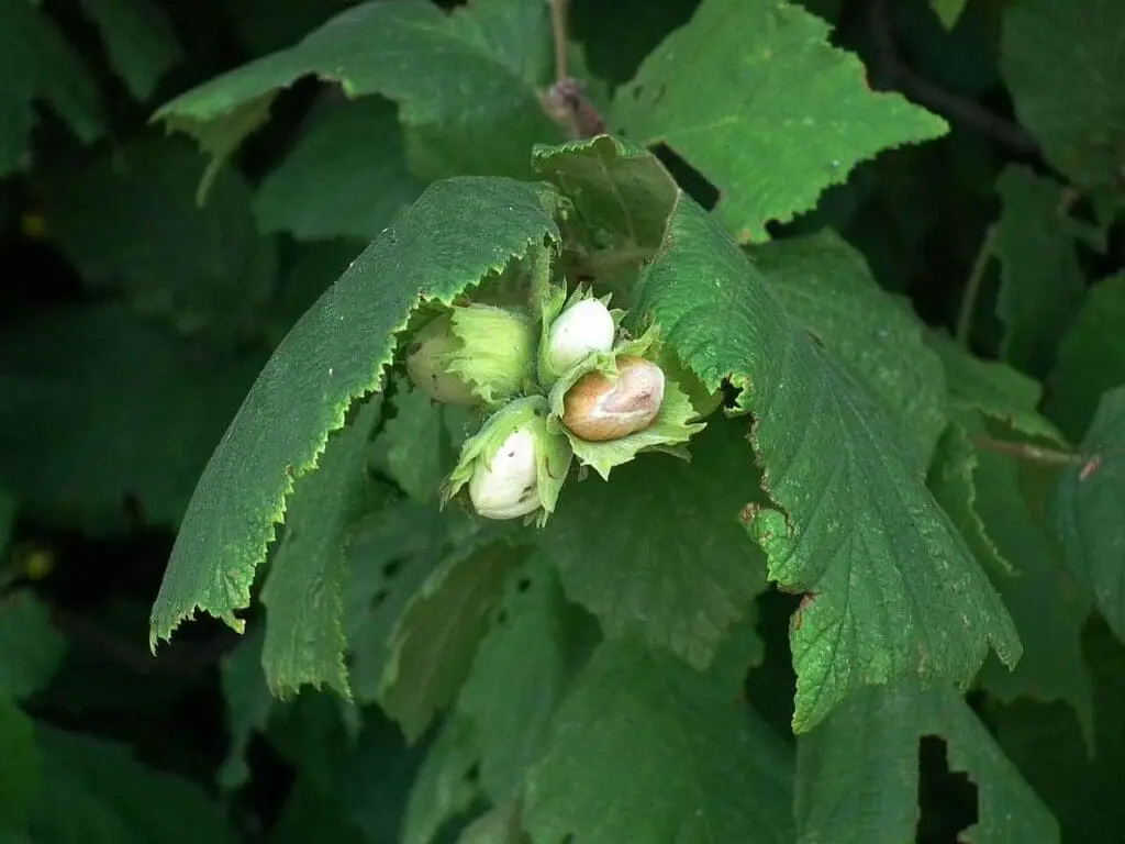 4028mdk09, CC BY-SA 3.0 <https://creativecommons.org/licenses/by-sa/3.0>, via Wikimedia Commons Hazelnuts on a tree