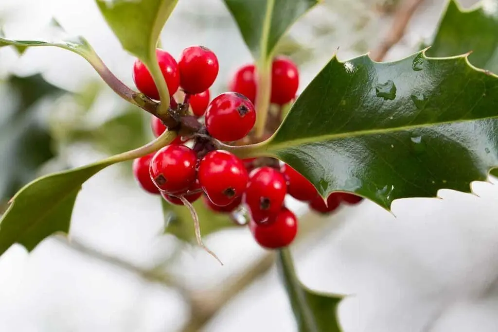 The bright red fruits of a holly tree in winter