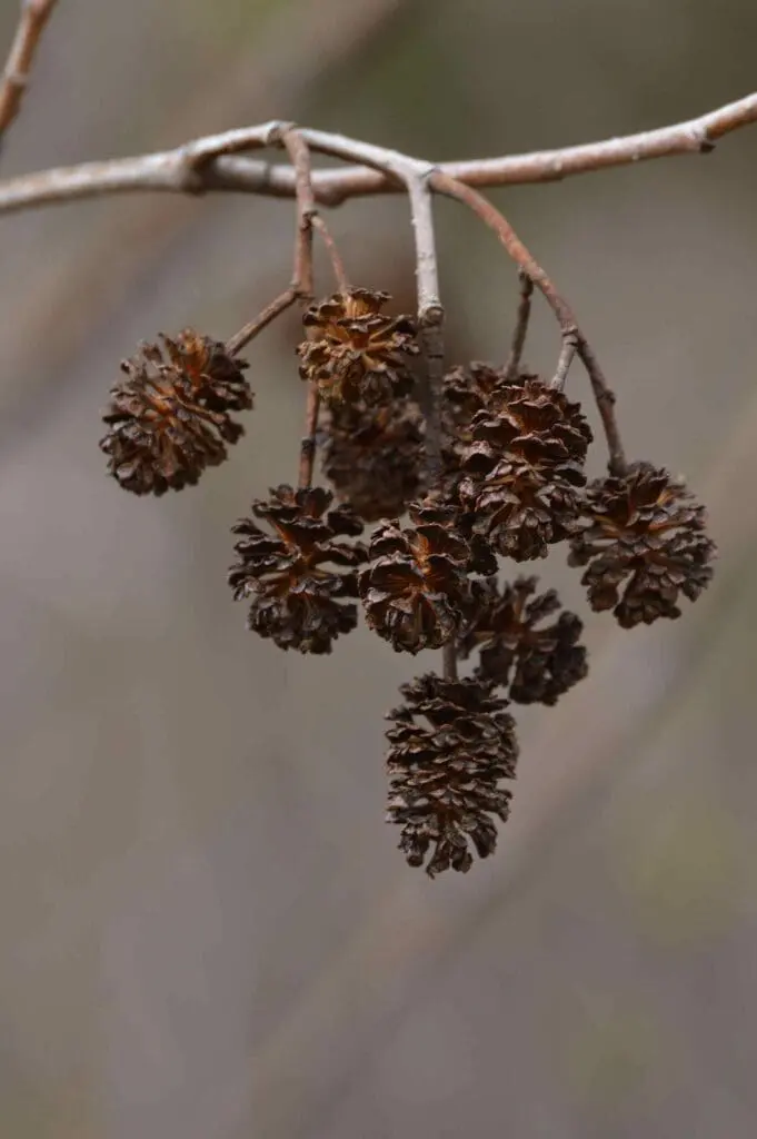 Dry alder cones