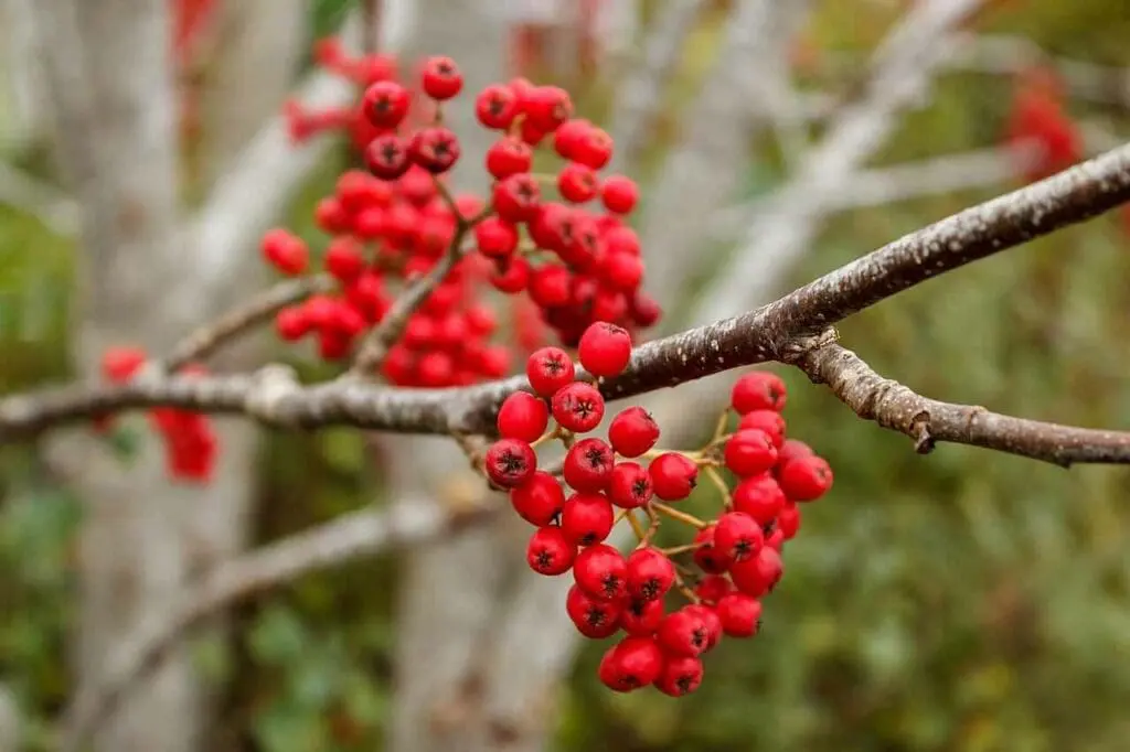 Ripe rowan berries ready for picking from the tree