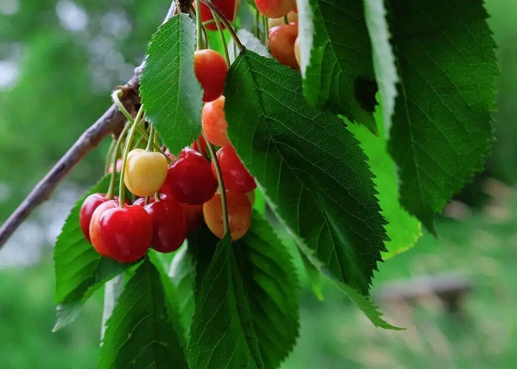 Ripening wild cherry fruits on a tree