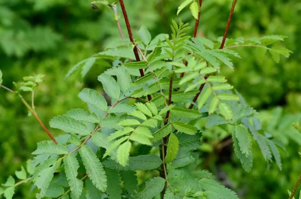 A young rowan tree