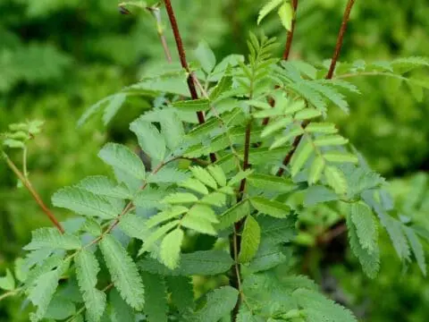 A young rowan tree