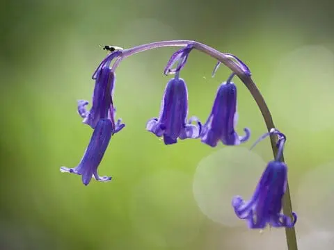 A close up of the native UK and Ireland bluebell flowers