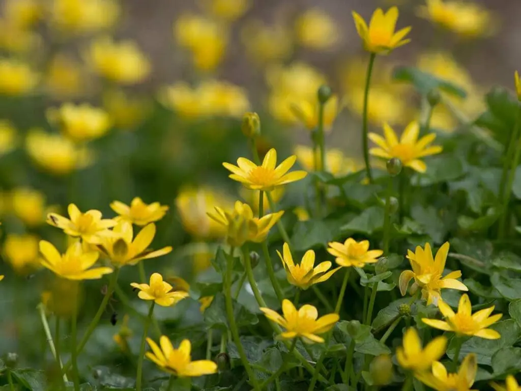Lesser celandine flowers