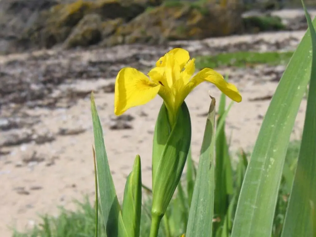 A yellow flag flower