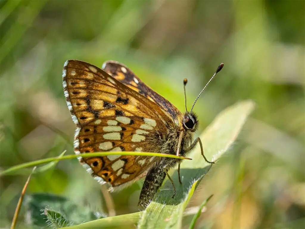 Smudge 9000 from North Kent Coast, England, CC BY-SA 2.0 <https://creativecommons.org/licenses/by-sa/2.0>, via Wikimedia Commons Duke of Burgundy butterfly (Hamearis Lucina)