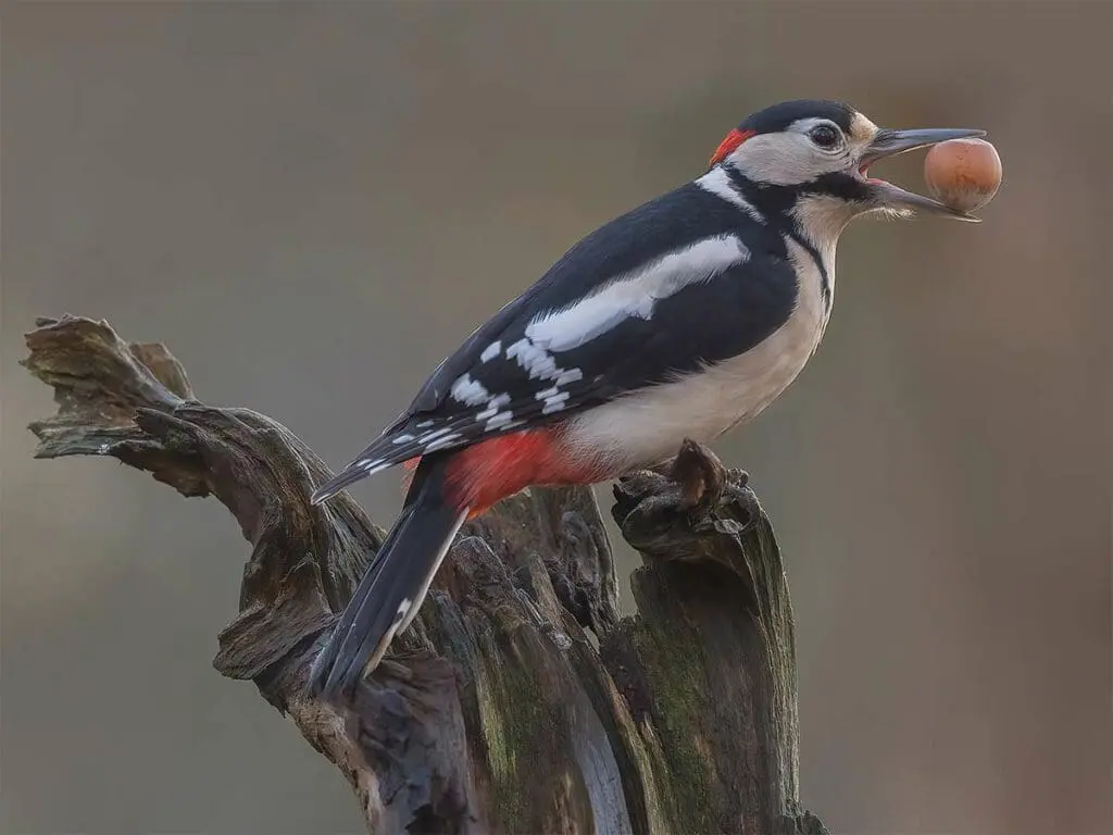 caroline legg, CC BY 2.0 <https://creativecommons.org/licenses/by/2.0>, via Wikimedia Commons Greater Spotted Woodpecker
