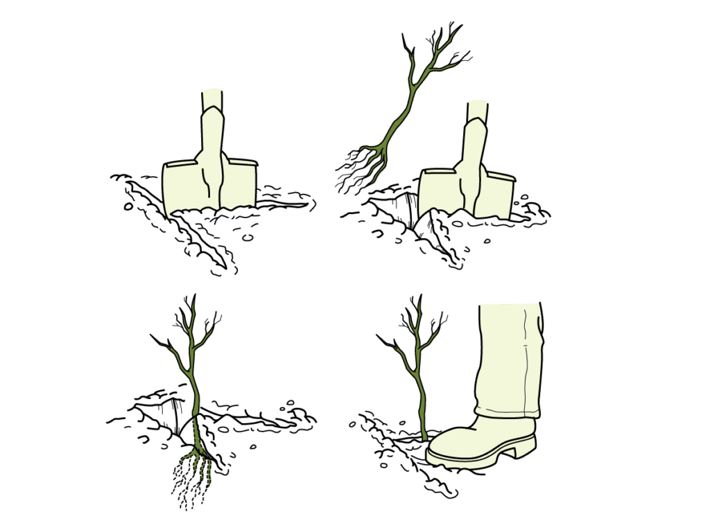How to plant trees using the notch planting method