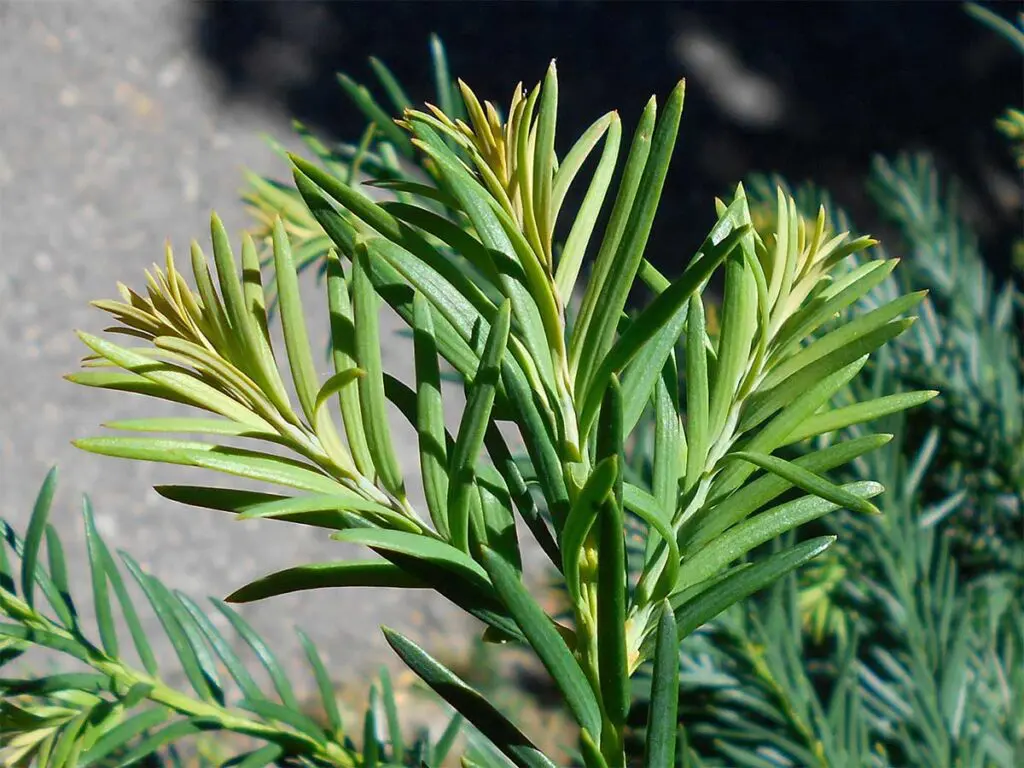 A young yew sapling
