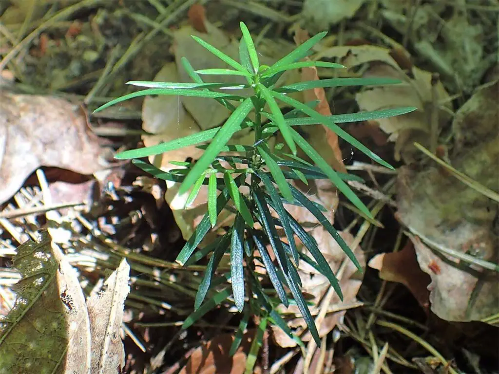 A yew seedling amongst leaf litter on a woodland floor