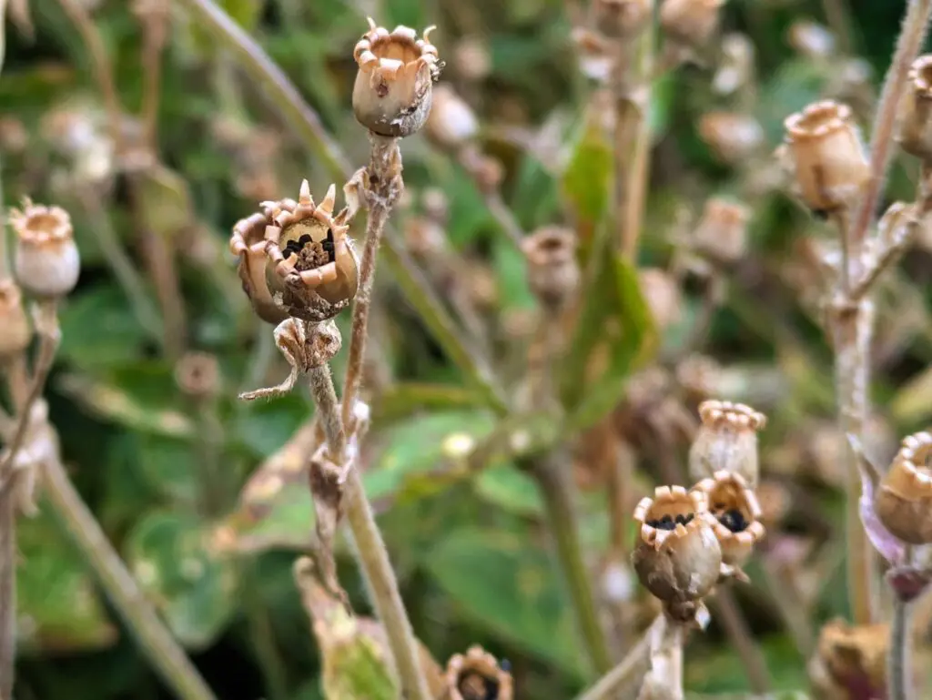 Red campion seed heads in summer.