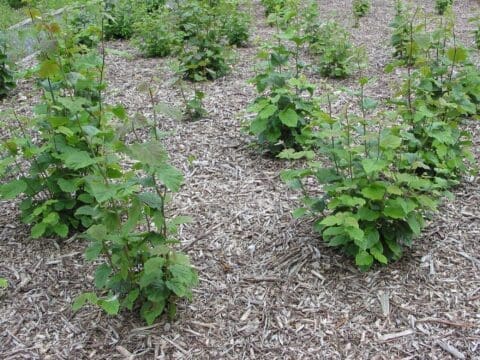 Regrowth on coppiced hazel