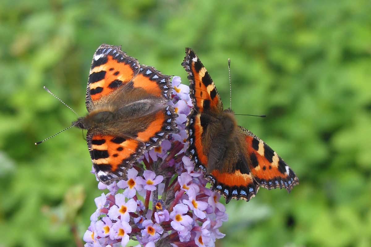 Butterflies feeding on a buddleja flower spike