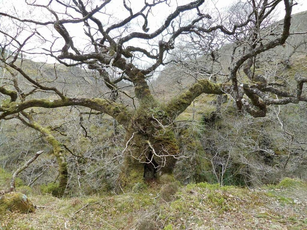 An old, twisted sessile oak tree covered in mosses in winter