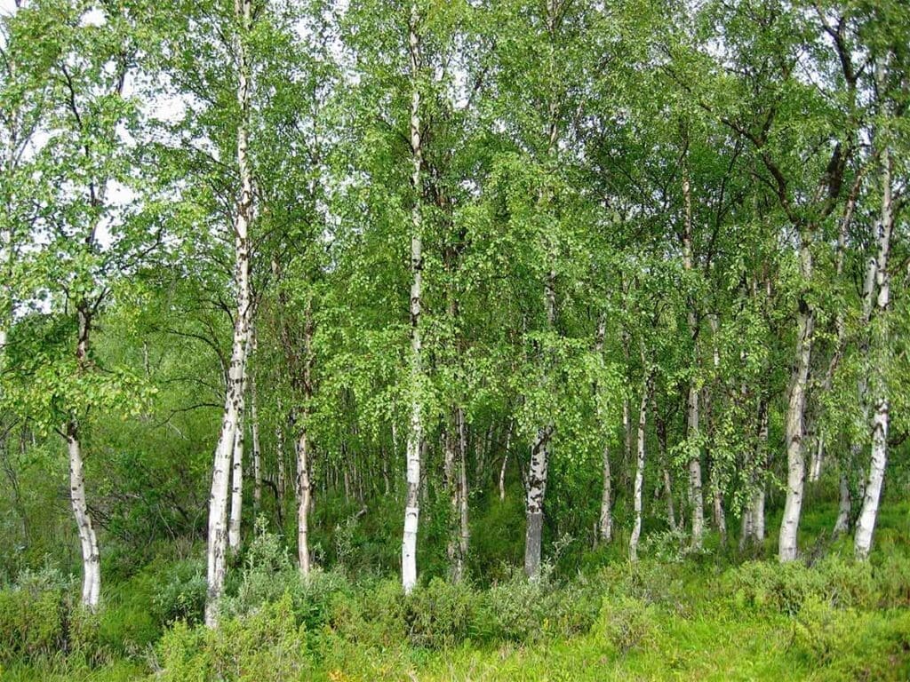 A stand of silver birch trees
