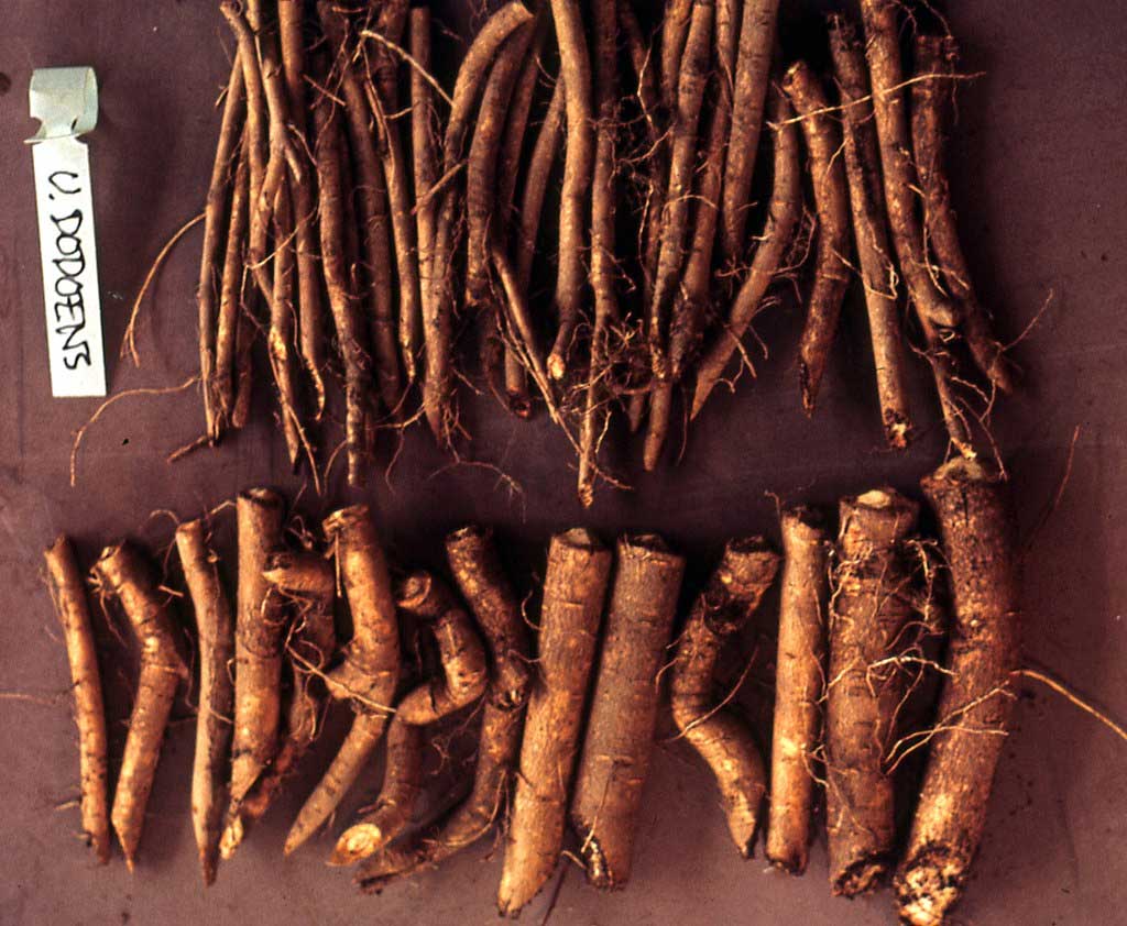 Aspen root cuttings