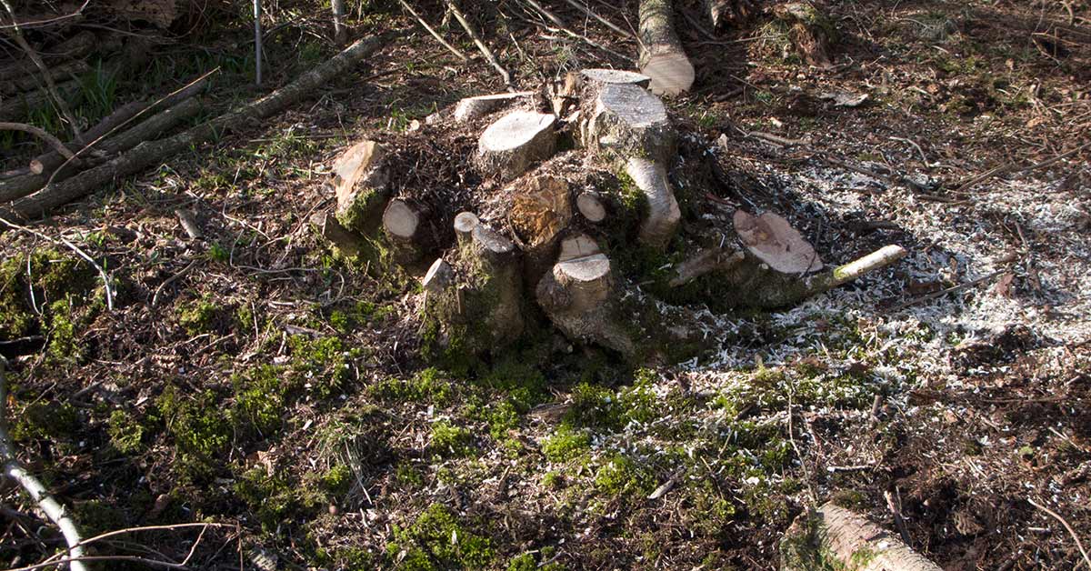 Recently coppiced hazel stool